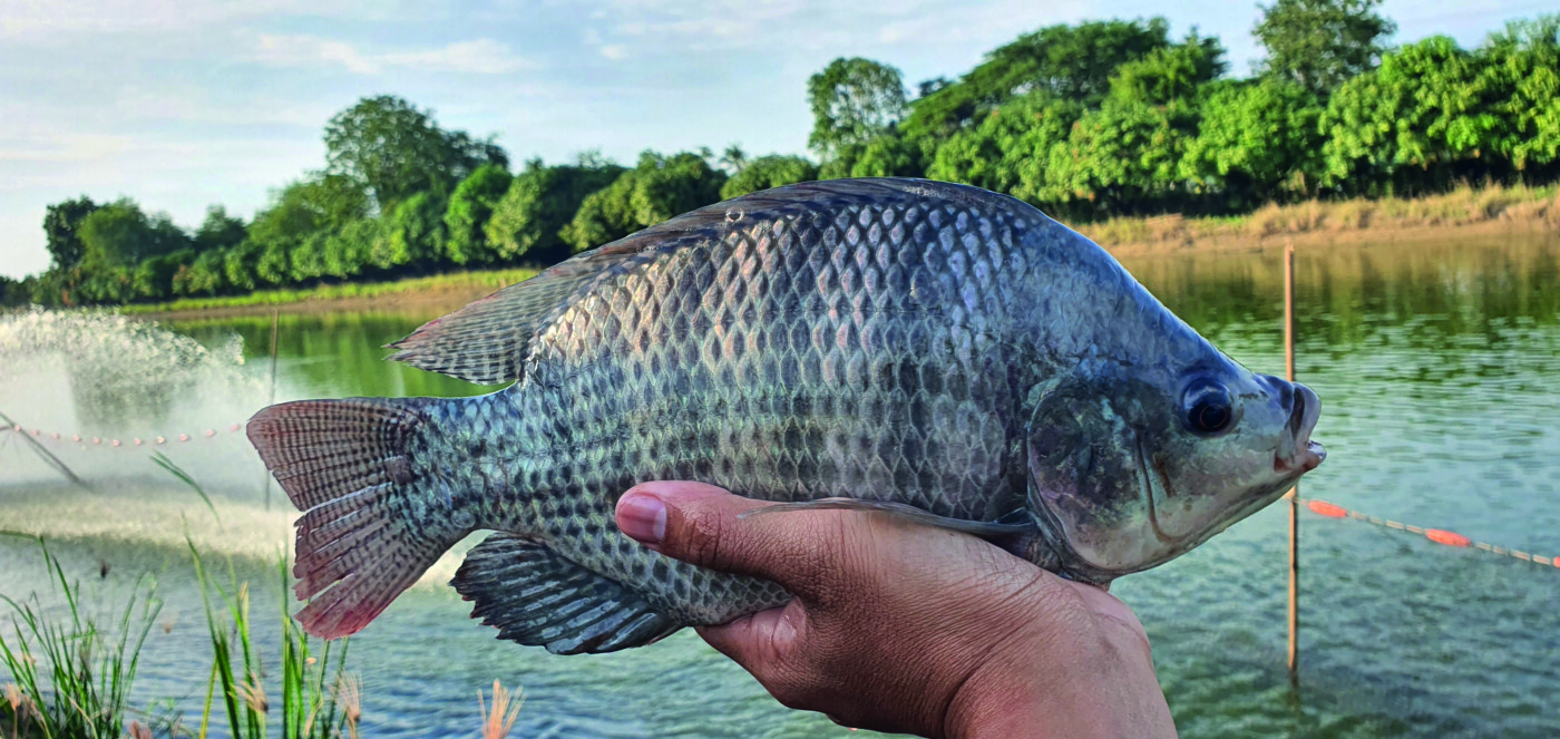 Tilápia